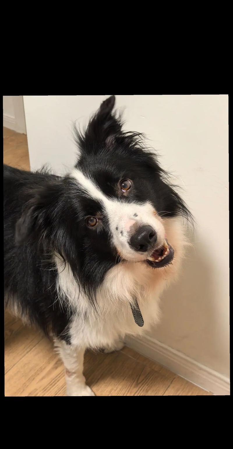 边境牧羊犬歪头表情包萌宠日常