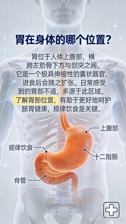 站立平躺人体胃位置对比示意图
