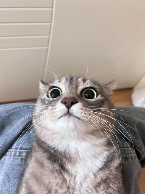 猫咪蹲在门后耳朵贴头皮的实拍图