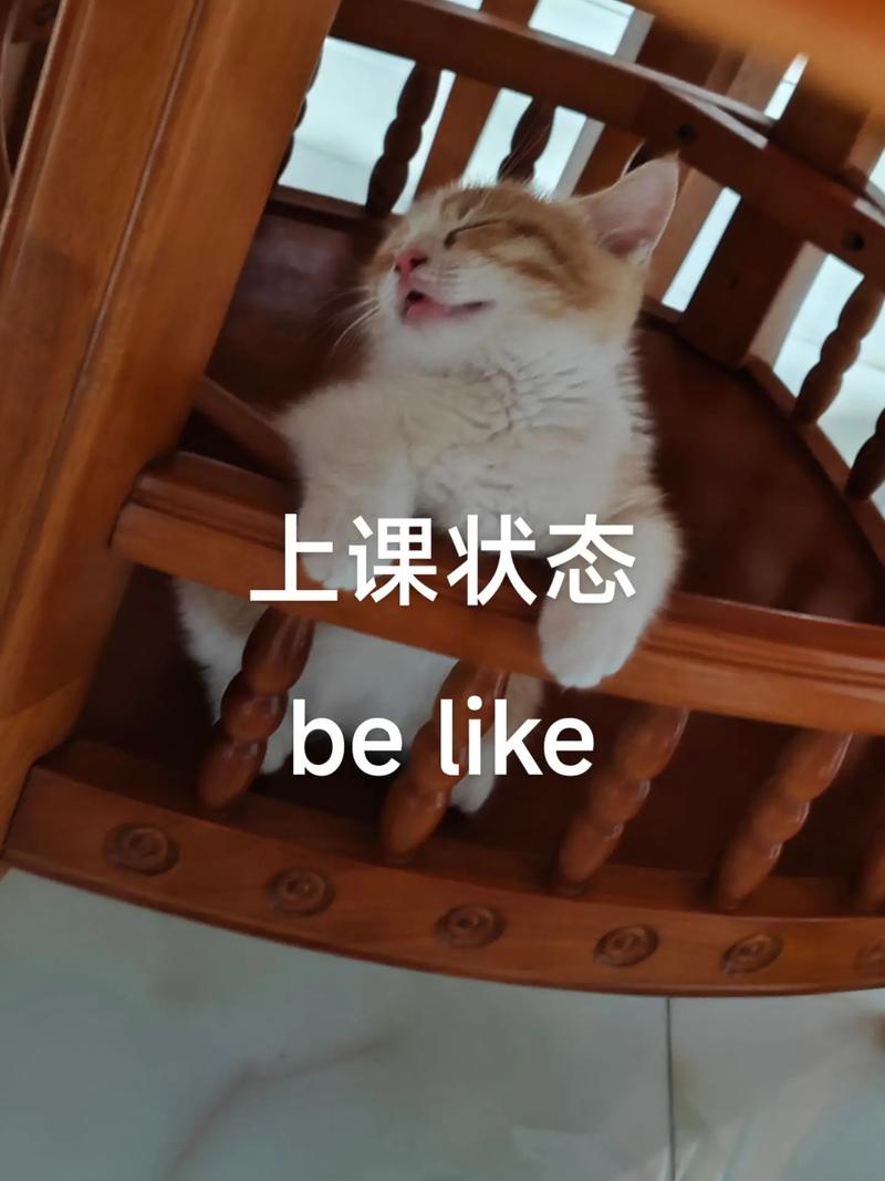 学生蹲守选课页面表情包