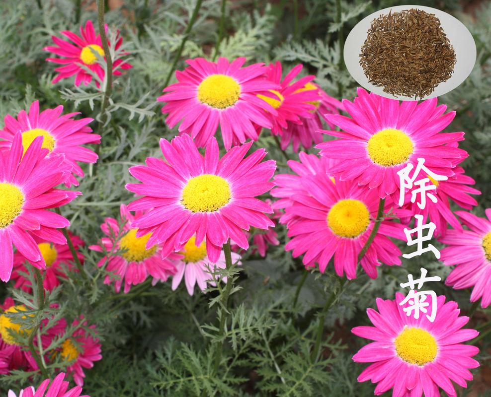 家庭阳台盆栽除虫菊实拍图