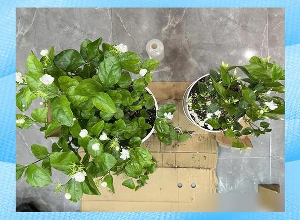 阳台种茉莉：我替你踩了三个坑
