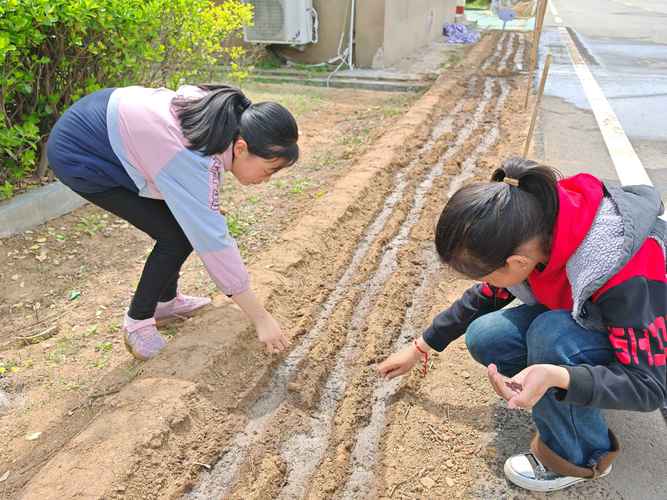 乡村小学农耕实践课学生观察蔬菜生长