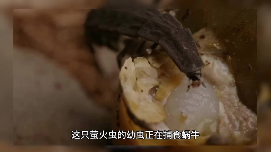 萤火虫:那点微光,快被我们折腾没了-因为所以