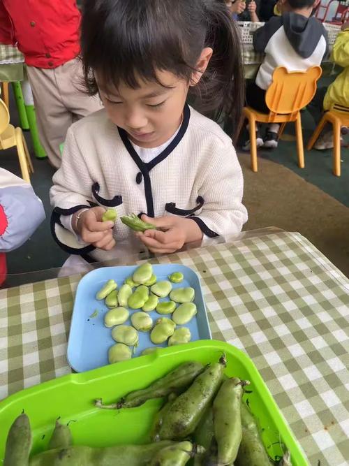 3-6岁宝宝剥豆子专注力训练实拍