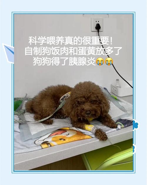 患胰腺炎犬恢复期喂食场景