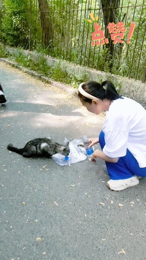 小区居民固定投喂流浪猫场景