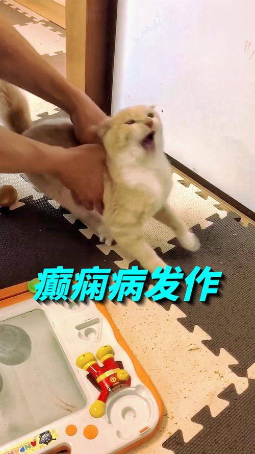 宠物癫痫发作典型状态实拍图