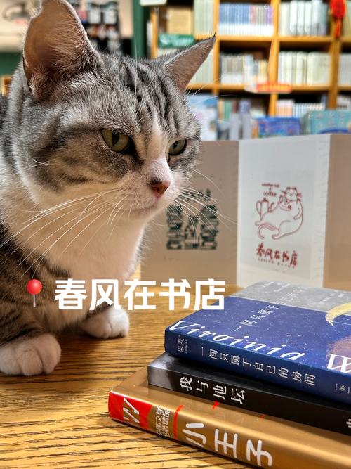 电台街旧书店的猫