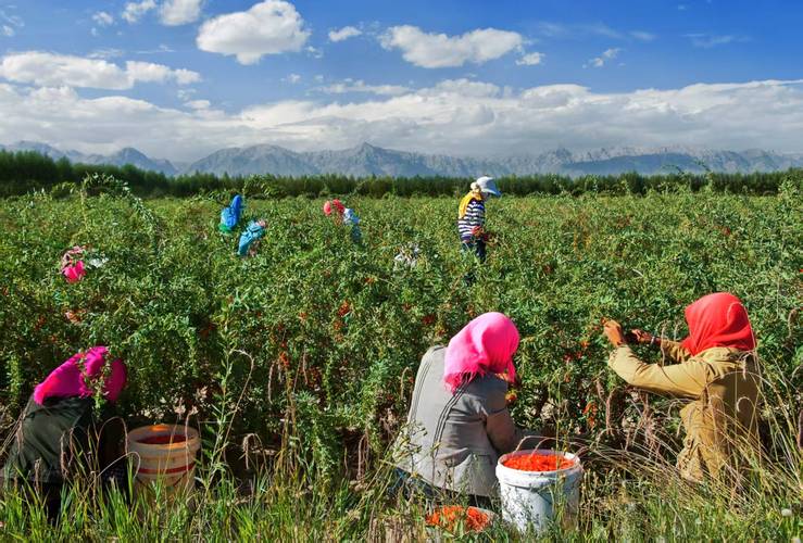 中国西北戈壁人工种植枸杞绿洲实景