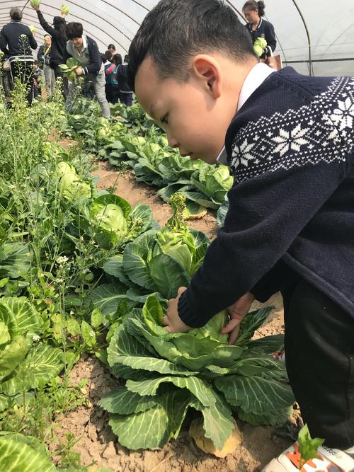 妈妈和孩子一起厨房摘青菜场景