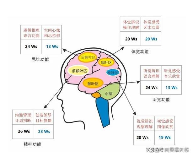 三岁孩子情绪脑示意图