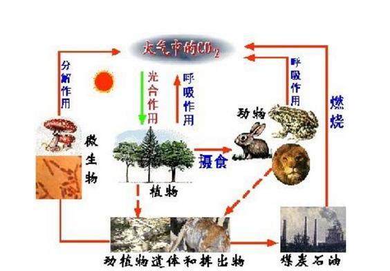 碳循环过程示意图标注箭头方向