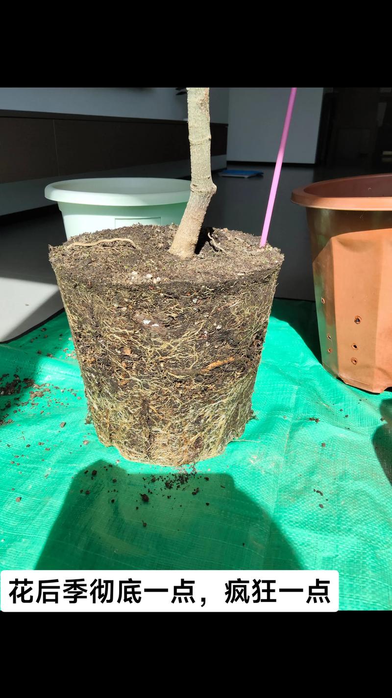 阳台花盆旧土倒出清理残根过程