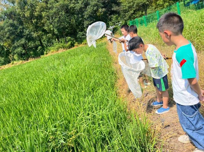 乡村小学学生在稻田里观察昆虫