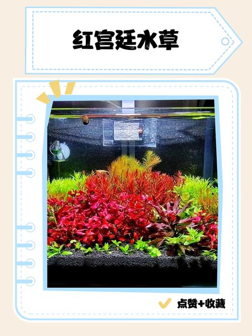 阳性水草红宫廷发色对比