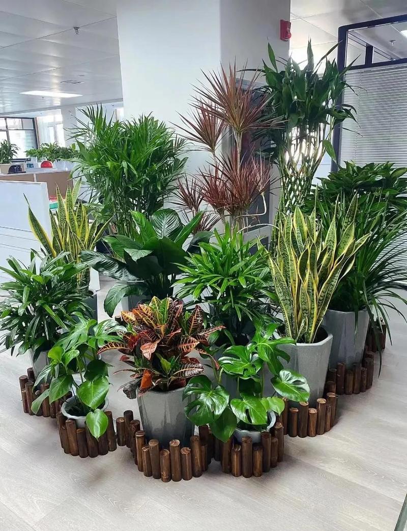 绿植摆放与装修施工衔接问题