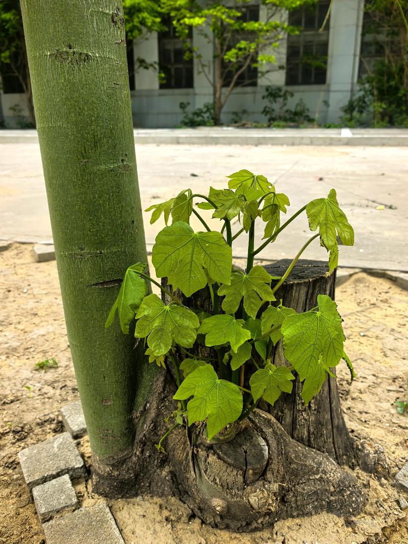 那棵被遗忘的梧桐苗