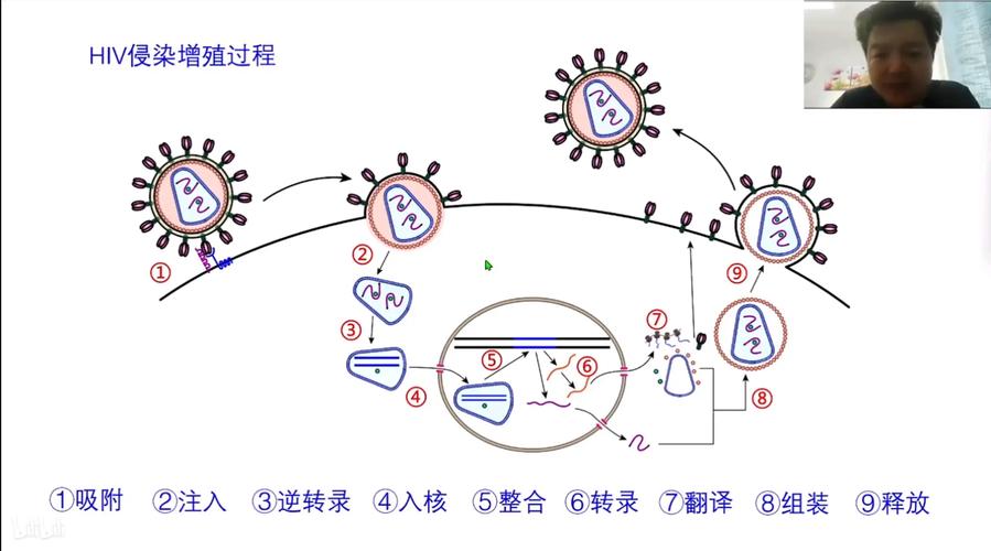微生物科普 病毒在活细胞内的繁殖周期示意图