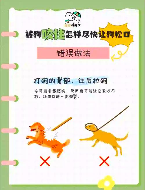 真碰到狗狗要咬人，该做啥不该做啥