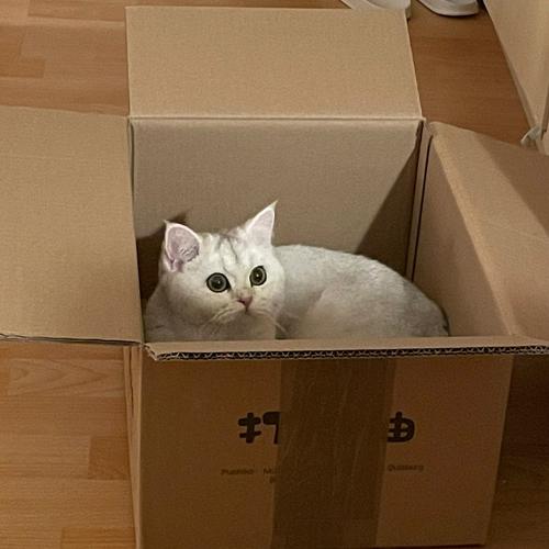 猫咪探索藏了零食的纸盒子场景