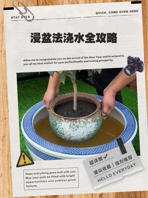 ⚒️ 选盆、防虫、浇水...实战避坑