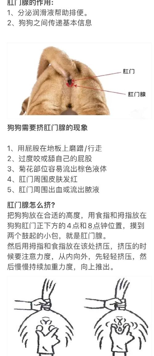 狗狗肛门腺正确挤压手法解剖示意图