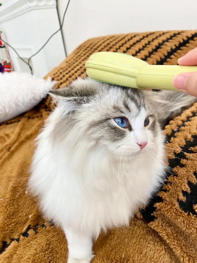 宠物主人给布偶猫梳浮毛日常实拍图