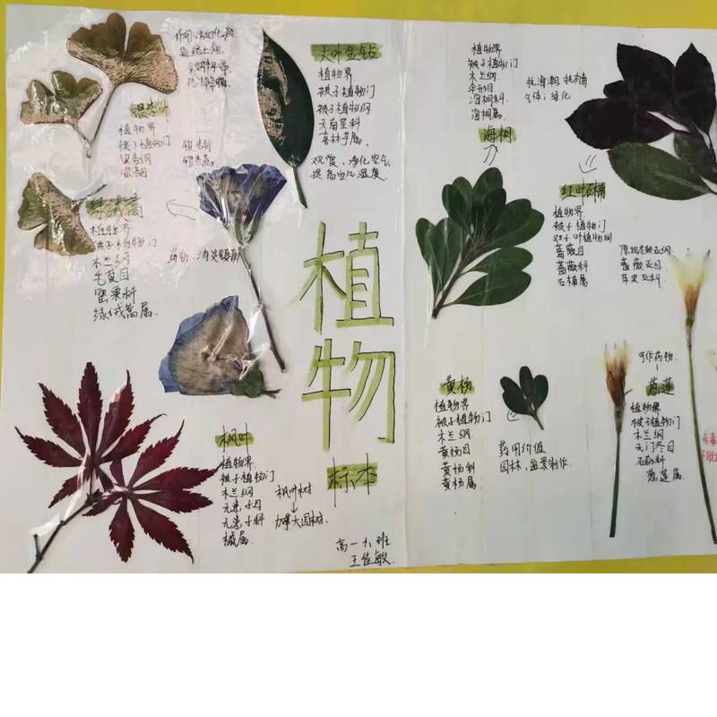 小学科学课不同气候类型植被标本展示