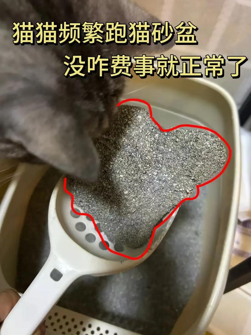 猫咪尿频异常蹲猫砂盆实拍图
