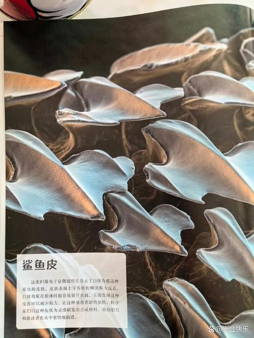 仿生学技术研发：那些从生物身上“剽窃”来的黑科技，到底有多野？