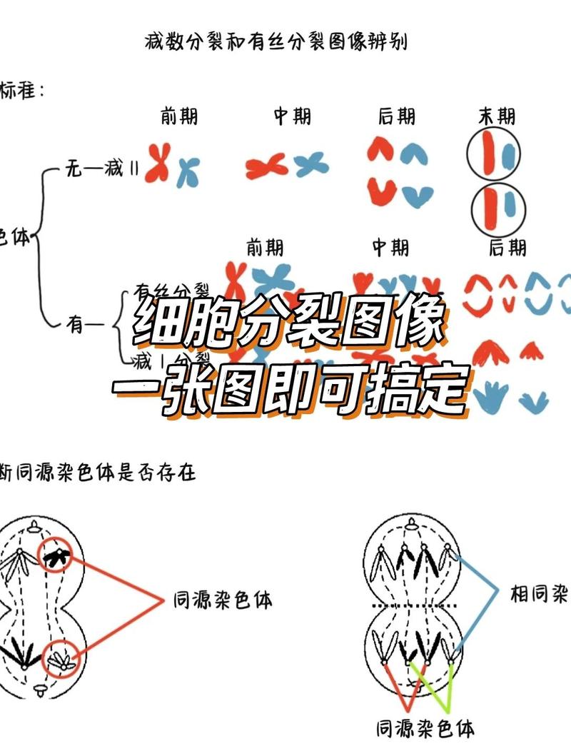 高中生物细胞分裂同源染色体配对示意图