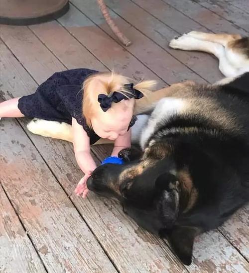 德牧幼犬和小朋友一起趴在客厅地板