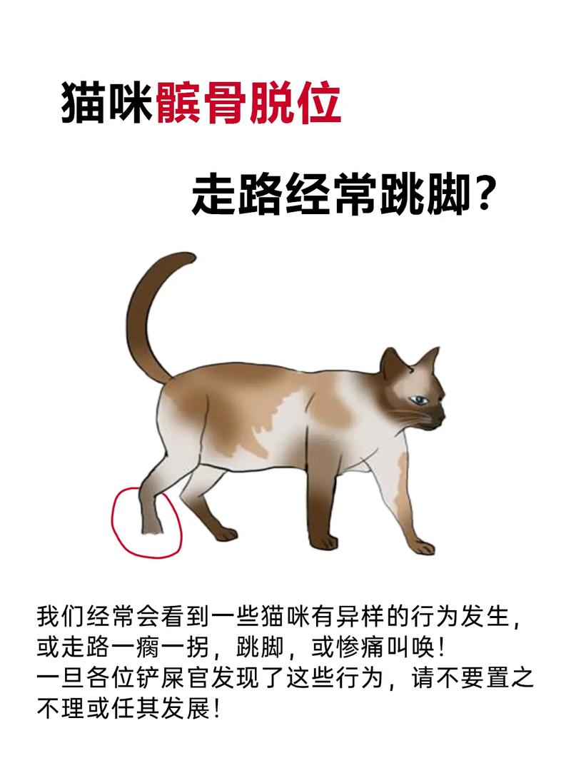 猫髌骨脱位正常vs异常坐姿对比图
