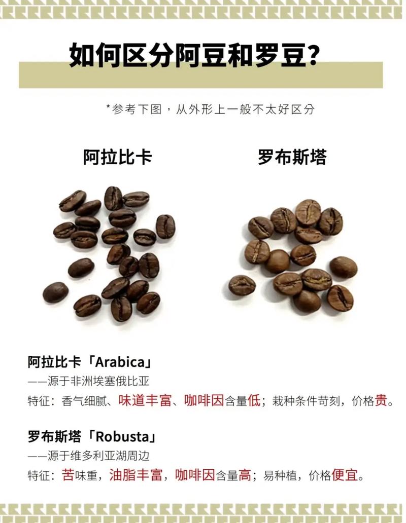 阿拉比卡与罗布斯塔咖啡豆对比