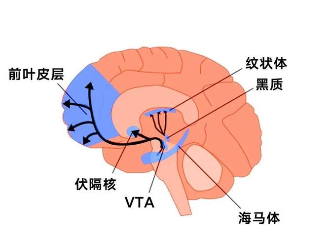 大脑奖赏回路多巴胺分泌示意图