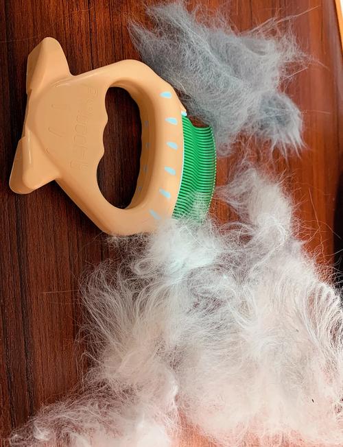 排梳梳家猫后梳齿上残留的猫毛对比图