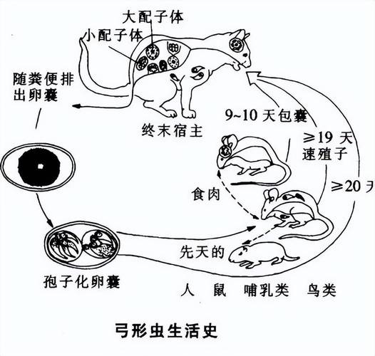 弓形虫生活周期宠物科普示意图