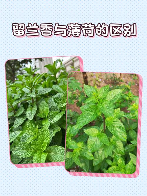薄荷：这株清凉的小草，远比你想象的复杂-因为所以