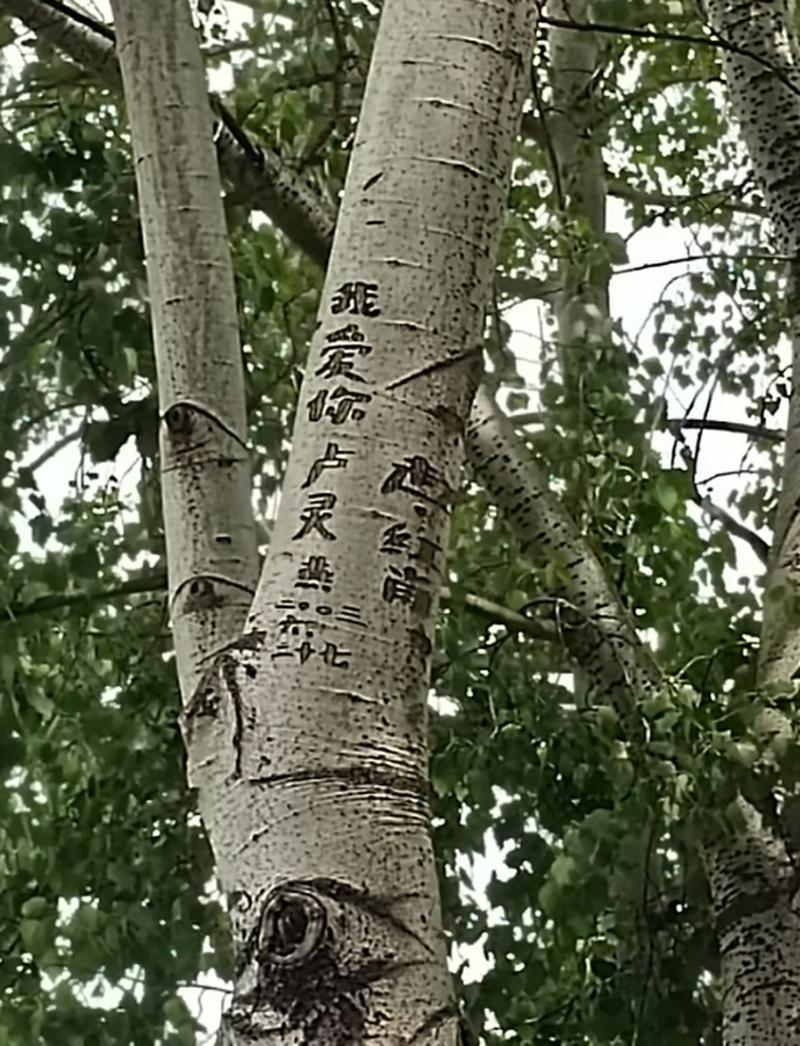 老校园法桐树上刻满学生字迹的树干