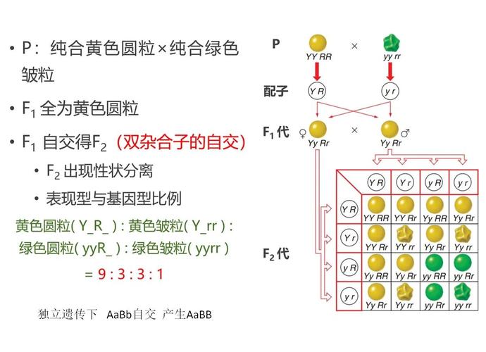 孟德尔豌豆杂交遗传概率示意图