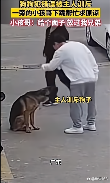 主人错误训斥狗狗训练现场