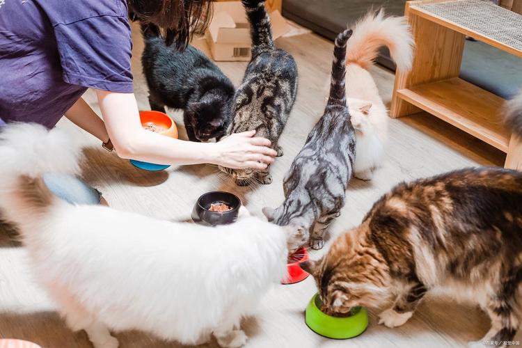家庭室内猫咪定时喂食摆放场景图