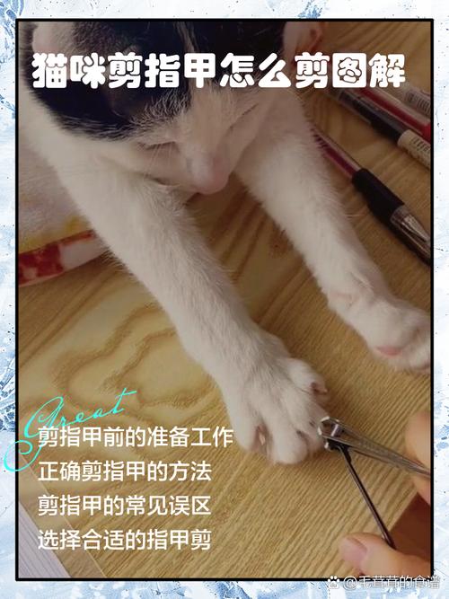 AI根据用户上传的橘猫视频生成的剪指甲步骤文档截图