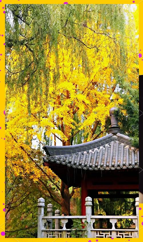 大慈恩寺银杏