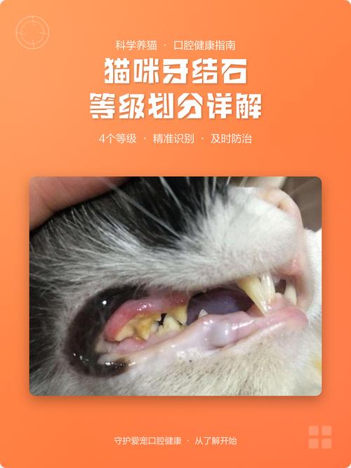 犬猫不同程度牙结石分级示意图