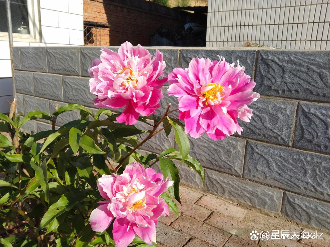 别把SIS交给“甩手式管理”
