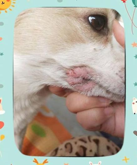 狗狗嘴周过敏性接触红肿实拍