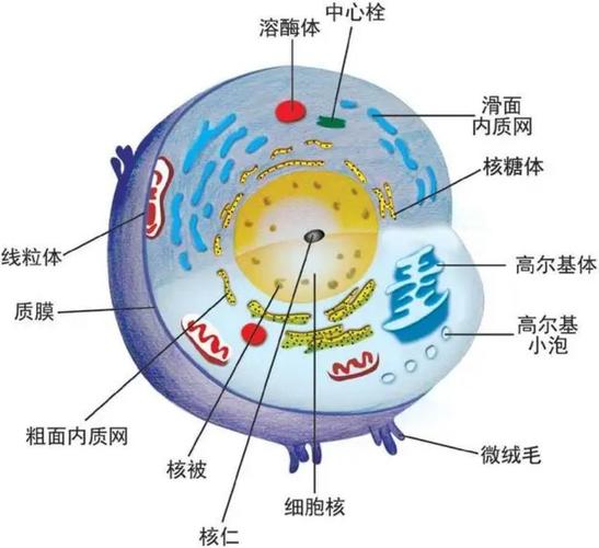 动物细胞细胞质细胞核结构示意图