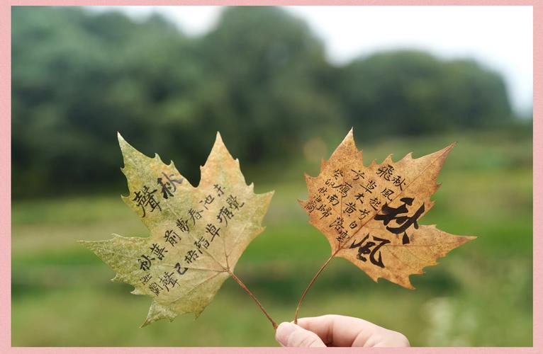 落叶在文化里,从来不是单纯的天凉
